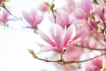Naklejka na ściany i meble Blooming branch of magnolia tree in spring time