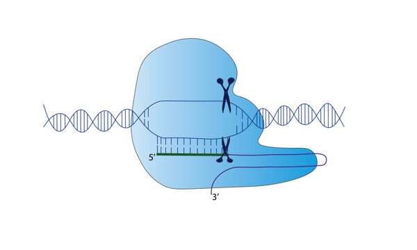 CRISPR-Cas9 [genome engineering] 