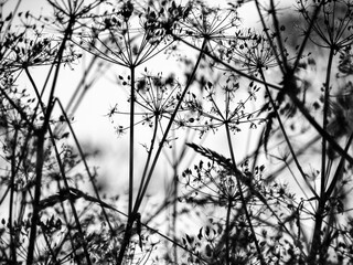 Silhouette of plants black and white