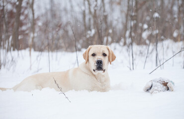Dog in winter nature. Yellow labrador retriever