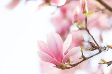Fototapeta na wymiar Close up of pastel magnolia flower. Springtime nature background