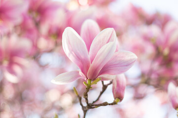 Blooming branch of magnolia tree in spring time. Close up