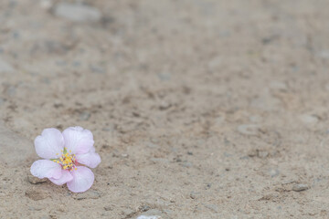 Fototapeta na wymiar almond blossom on the ground and selective focus with plenty of space for copy space