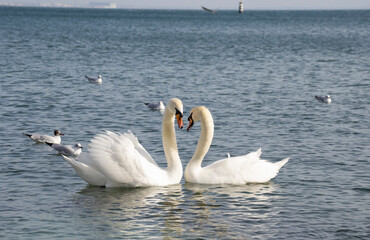 Naklejka premium Beautiful pair of swans on the sea. They look at each other.