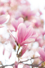 Close up of pastel magnolia flower. Springtime nature scene