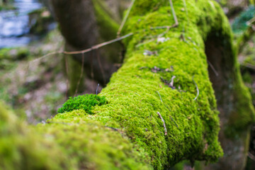 green moss on tree