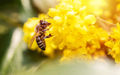 Blossoming Mahonia aquifolium, Oregon-grape. beautiful yellow flowering garden plants with honey bee collecting nectar in spring.