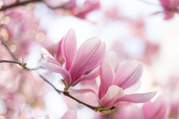 Fototapeta na wymiar Closeup of magnolia tree blossom with blurred background and warm sunshine