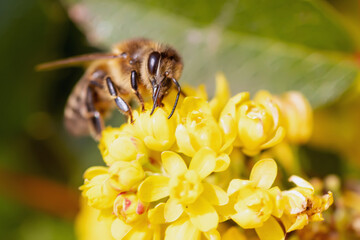 Flowering yellow flowers decorative shrub Mahonia aquifolium, Oregon-grape. beautiful yellow flowering garden plants with honey bee collecting nectar in spring.
