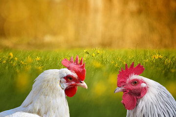 White hen and white rooster. Chicken, poultry. Farm animals. Fowl outdoors. Free range chickens. Chicken breeds