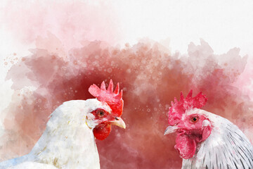 Watercolor painting of two white chicken. Bird illustration.
