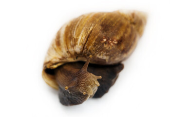 snail  on white background