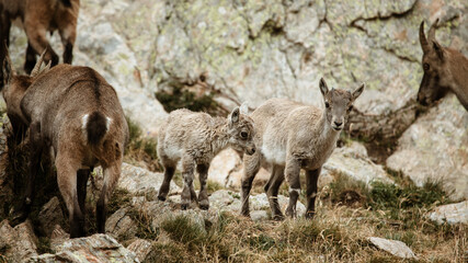 Famille de bouquetins au printemps