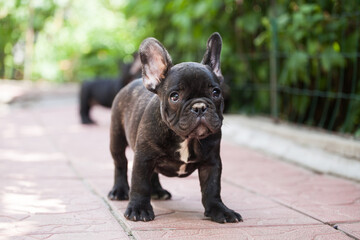 french bulldog puppy  in the park