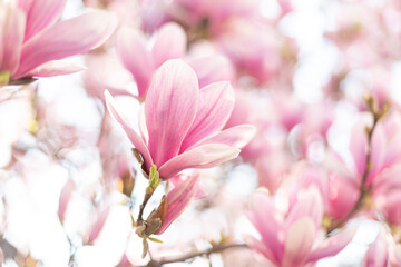 Obraz premium Spring floral background. Beautiful light pink magnolia flowers in soft light