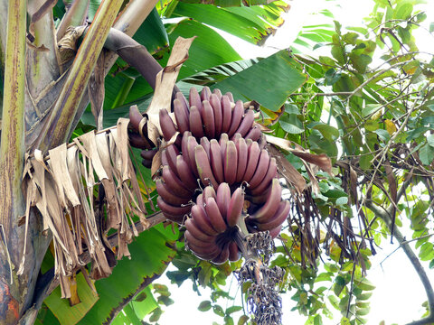 Red banana (Musa acuminate) Musaceae family. Is a wired tape of banana, it's a triploid cultivar of the wild banana Musa acuminata, belonging to the AAA group. Amazon, Brazil