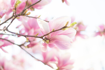 Close up of pastel magnolia flower. Springtime nature background