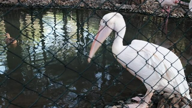 White pelican feeding near the lake in a zoo by moving large throat pouch around. Wild animal looking sad while kept prisoner behind the grid fence. Wilderness in captivity for tourist entertainment.