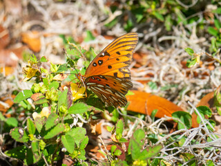Gulf fritillary butterfly on a flower