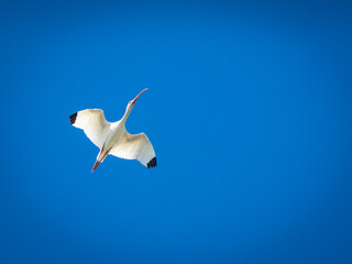 White ibis flying in a blue sky