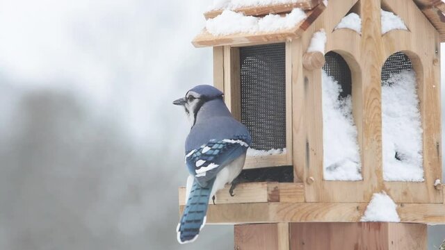 Blue Jay eating seeds on a bird feeder on a cold, snowy, winter day