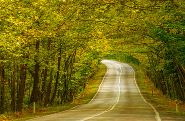 Fototapeta premium natural tree tunnel. natural tree tunnel. tree tunnel on bartın karabük highway.
