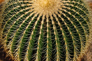 Close-up of big golden barrel cactus with sharp spines