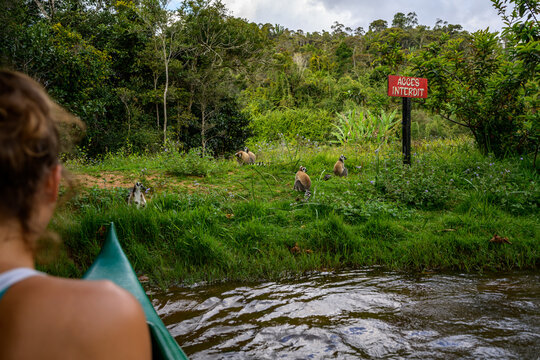 Lemur island