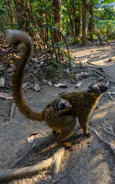 Lemur island