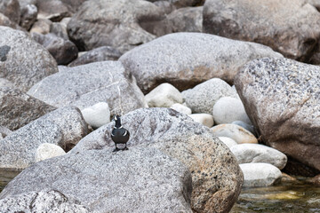 A Harlequin duck perched on a rock in the Stein River, British Columbia, Canada