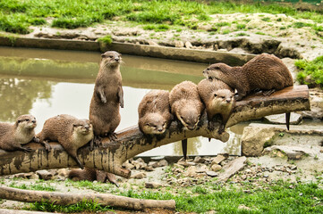 animals