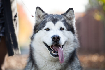 Alaskan Malamute in his home