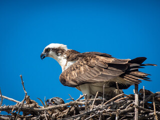 Mama and baby osprey in nest