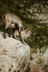 Naklejka premium Famille de bouquetins