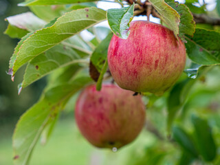 Apple on an appletree