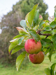 Apple on an appletree
