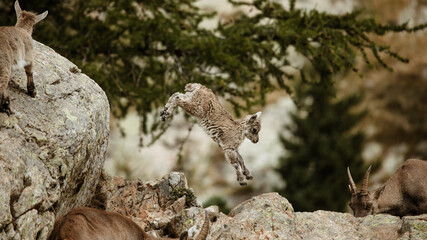 Saut d'un bébé bouquetin