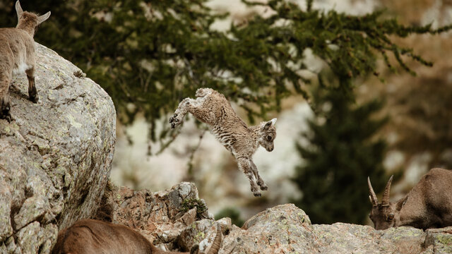 Saut d'un b&eacute;b&eacute; bouquetin