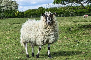 Fototapeta premium animals