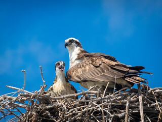 Mama and baby osprey in nest
