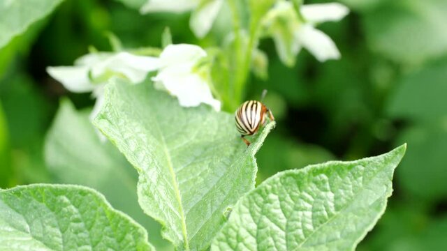 Colorado beetle (Leptinotarsa decemlineata) bug crawling on potato plant in 4K VIDEO. Close-up of insect pest causing huge damage to harvest in farms and gardens.