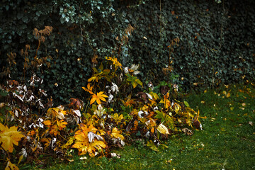 Obraz premium autumn leaves