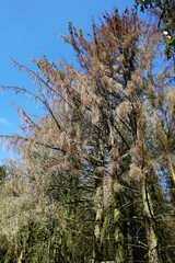 Fototapeta premium Waldsterben toter Baum