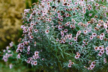 Obraz premium flowers in the garden