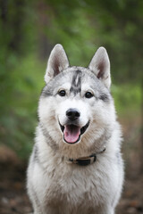 Siberian Husky puppy in the snowy forest