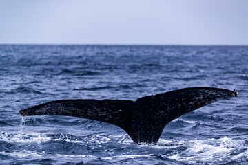 Obraz premium Humpback Whale in Amamioshima