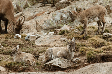 Famille de bouquetins