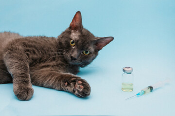 A gray cat lies on a blue background next to a syringe and a bottle of medicine. The concept of treatment or vaccination of pets photo, veterinary clinic. Front view. Selective Focus