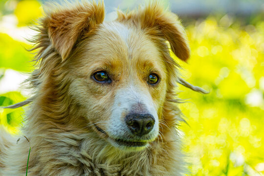 perfil de perro con fondo verde y a amarillo 