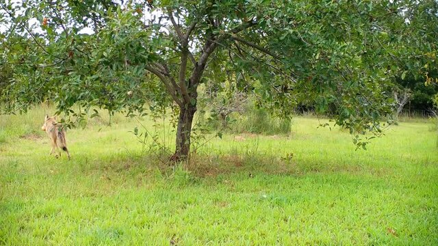 Coyote sneaking into a back yard in search of apples in daytime